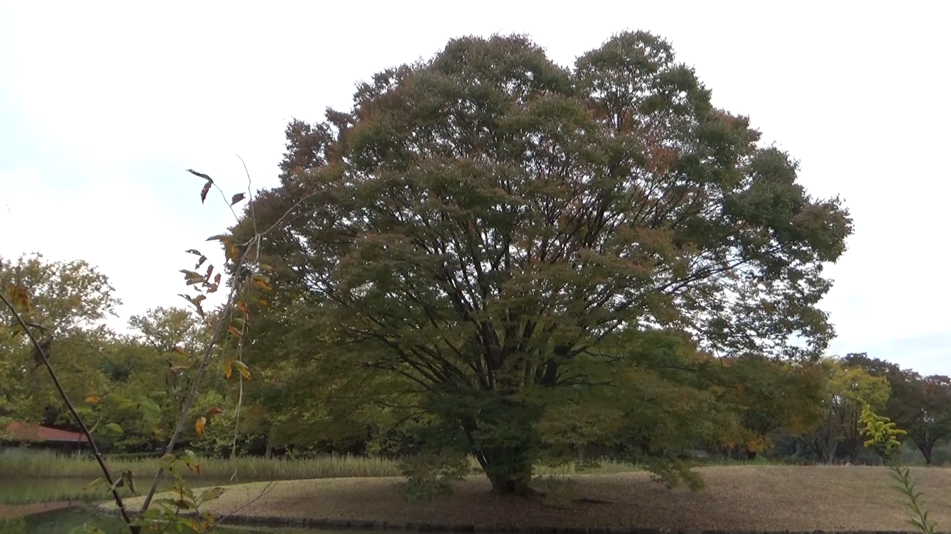 おりおりの昭和記念公園 大ケヤキの象徴性 英語発音が楽に感じられるマルチ言語パラダイス