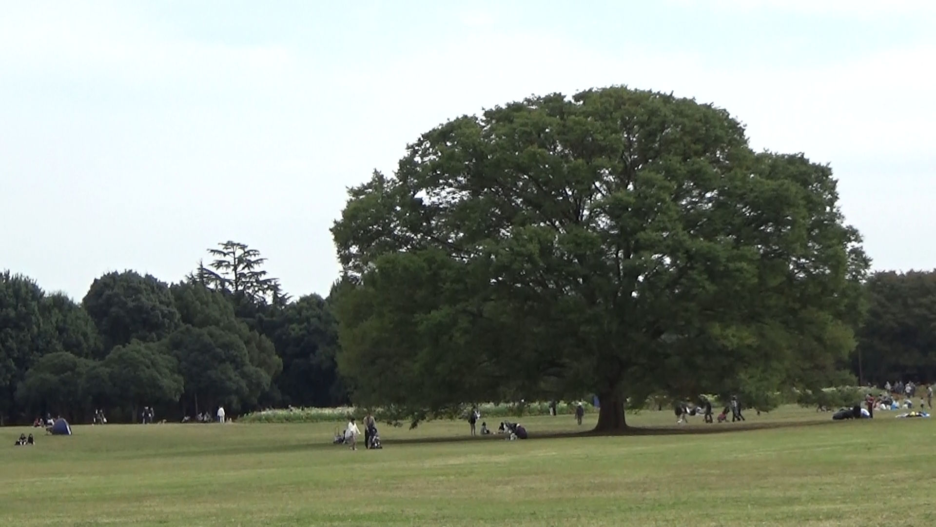 おりおりの昭和記念公園 大ケヤキの象徴性 英語発音が楽に感じられるマルチ言語パラダイス